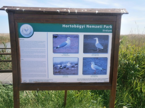 hortobagy20140616_33