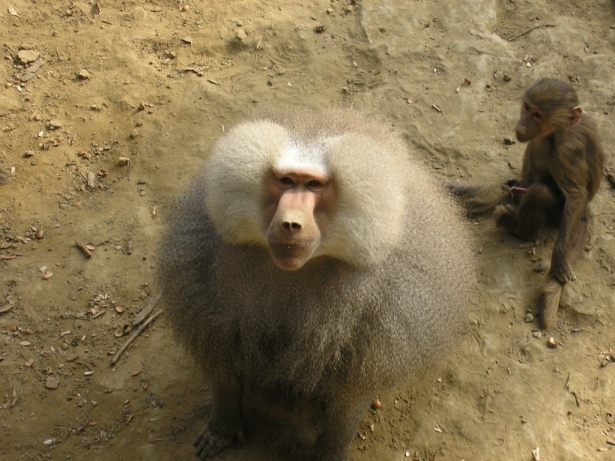 A rangidős
